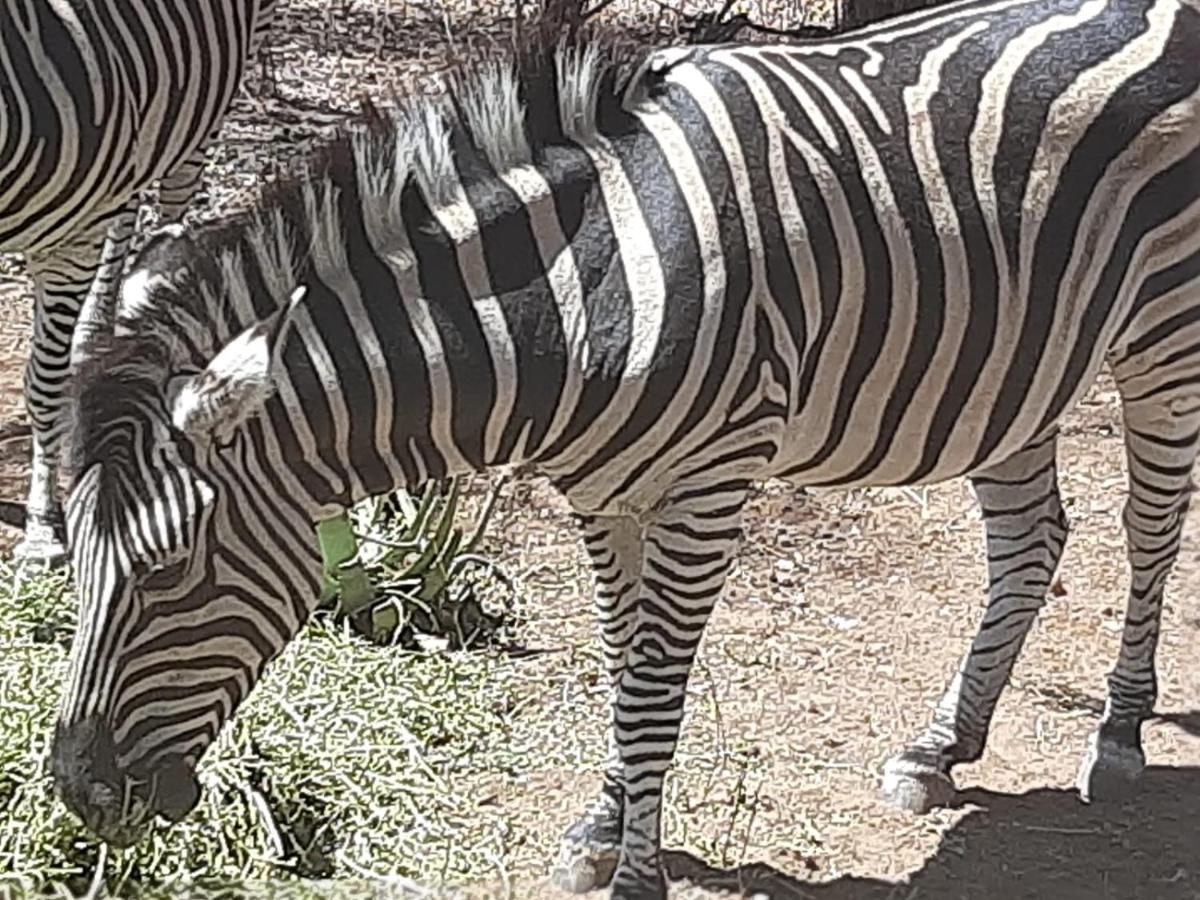 African Bush Escape Marloth Park Exterior photo